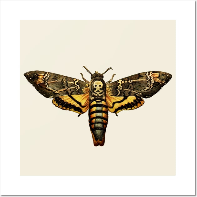 Deaths-Head Hawkmoth Wall Art by visionarysea